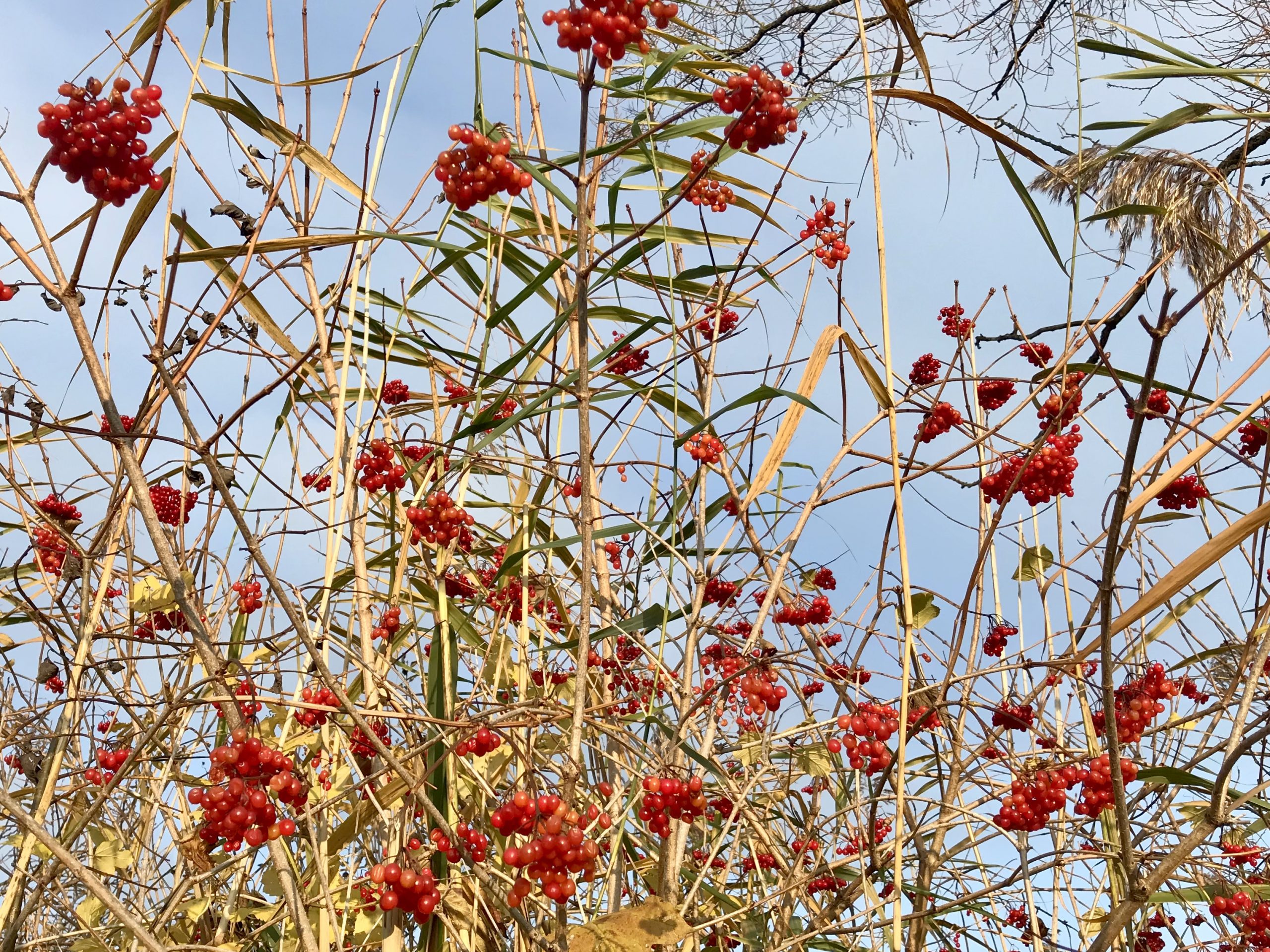 Naturnaher Garten im Winter
