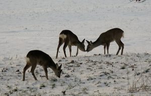 Rehgeissen im Winterfell