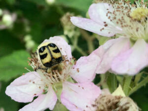 Insektenparadies Naturgarten