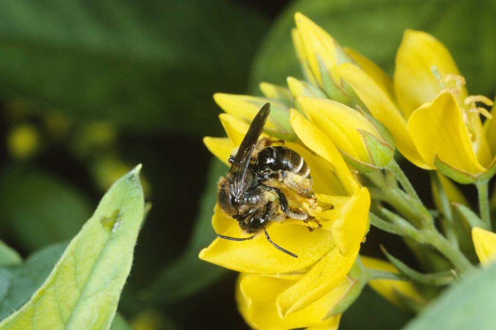 Auen-Schenkelbiene auf einem Gilbweiderich