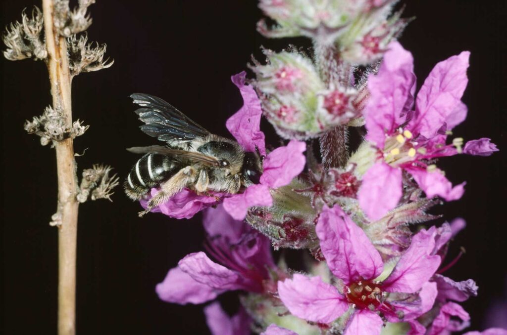 Blutweiderich Sägehornbiene