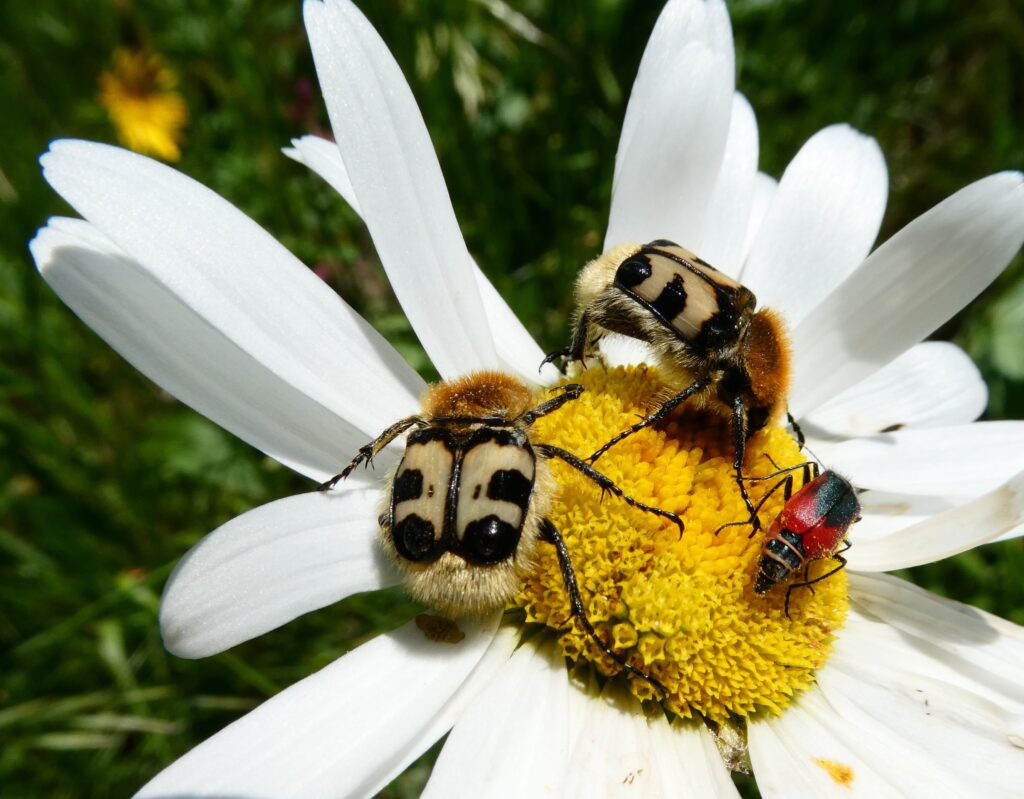 Insektenparadies Naturgarten