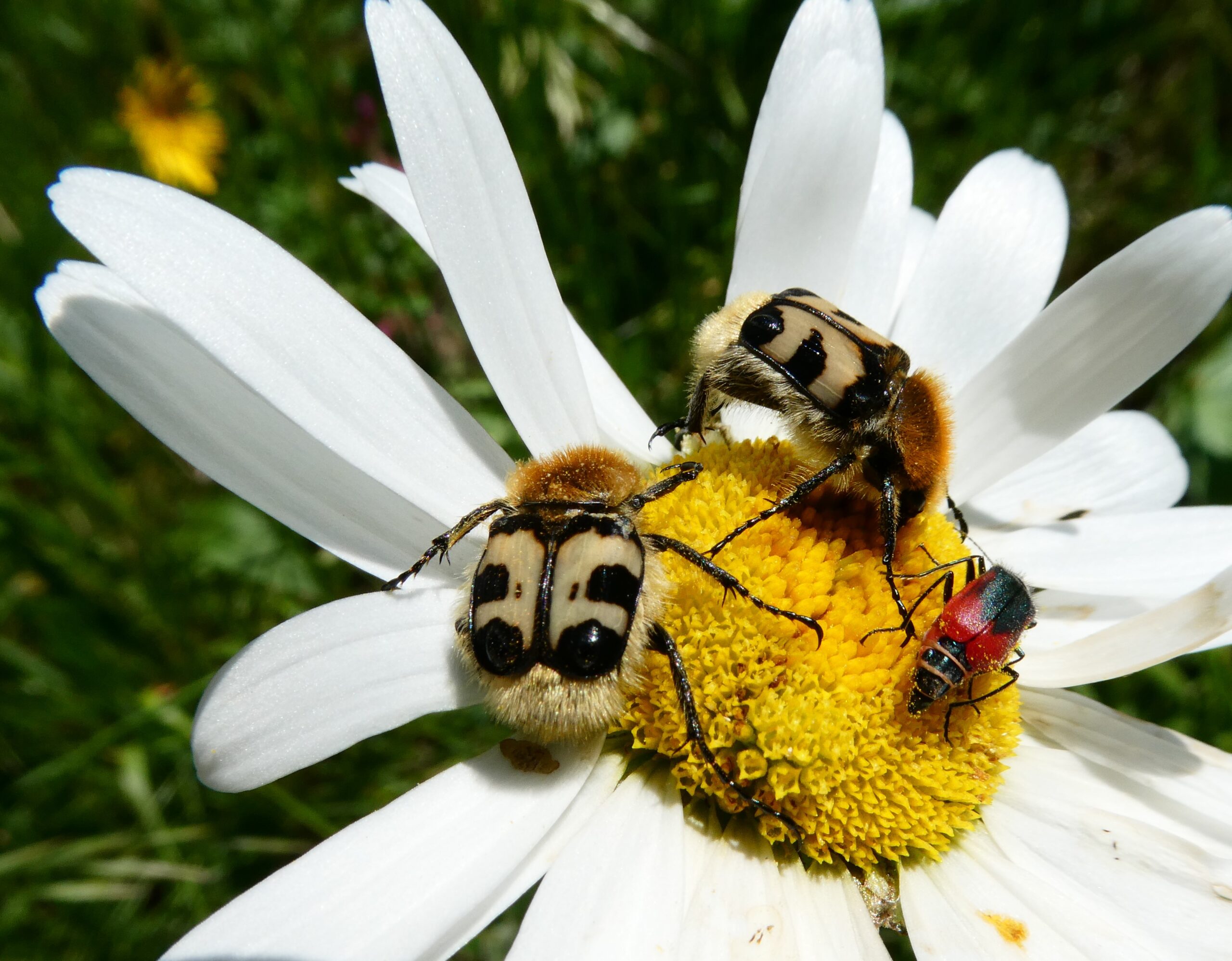Insektenparadies Naturgarten