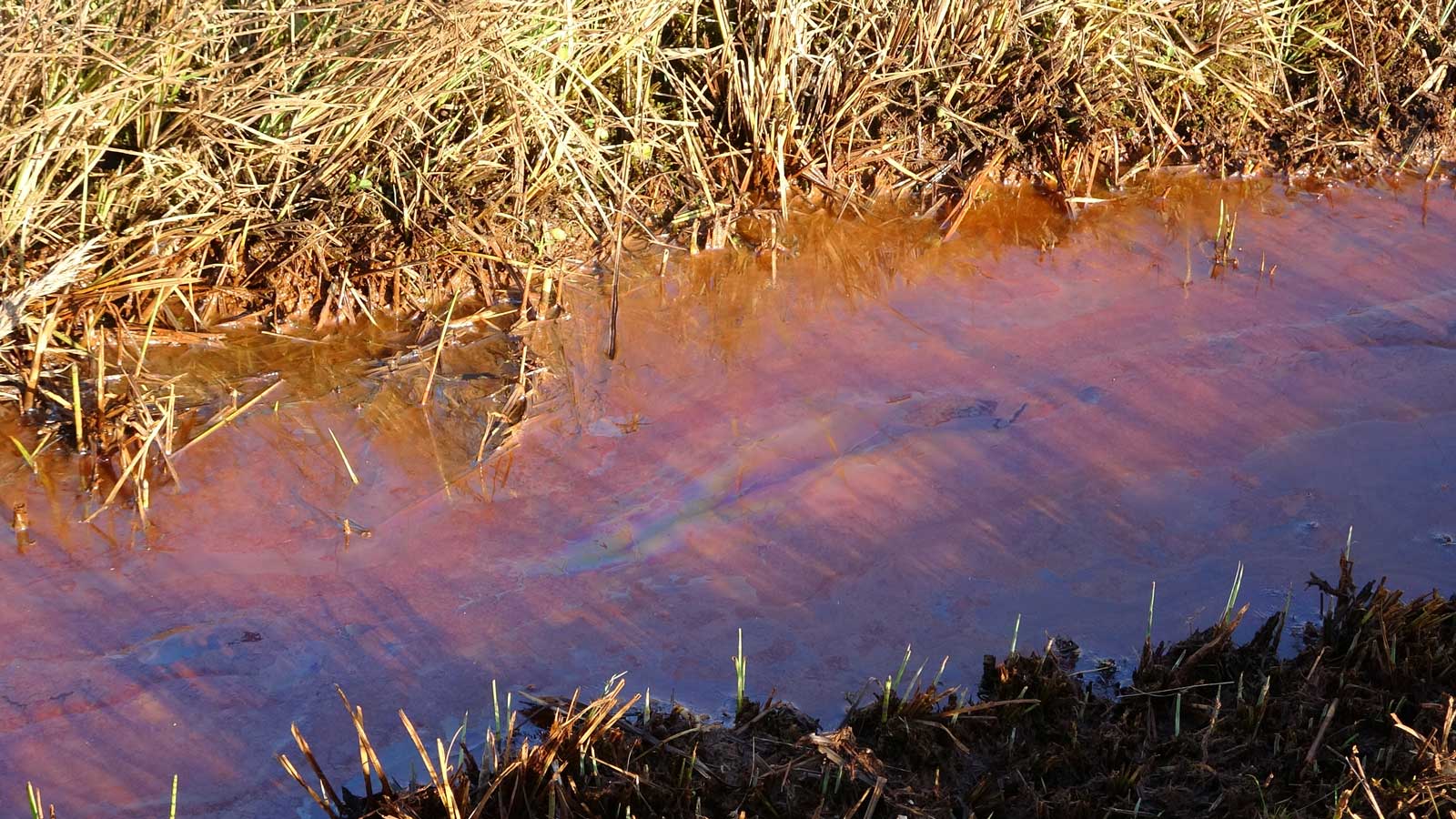 Wassergraben mit schillernder Kahmhaut