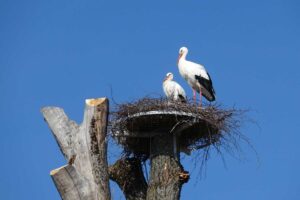 Storchenhorst, Paar auf neuer Plattform, März 2025