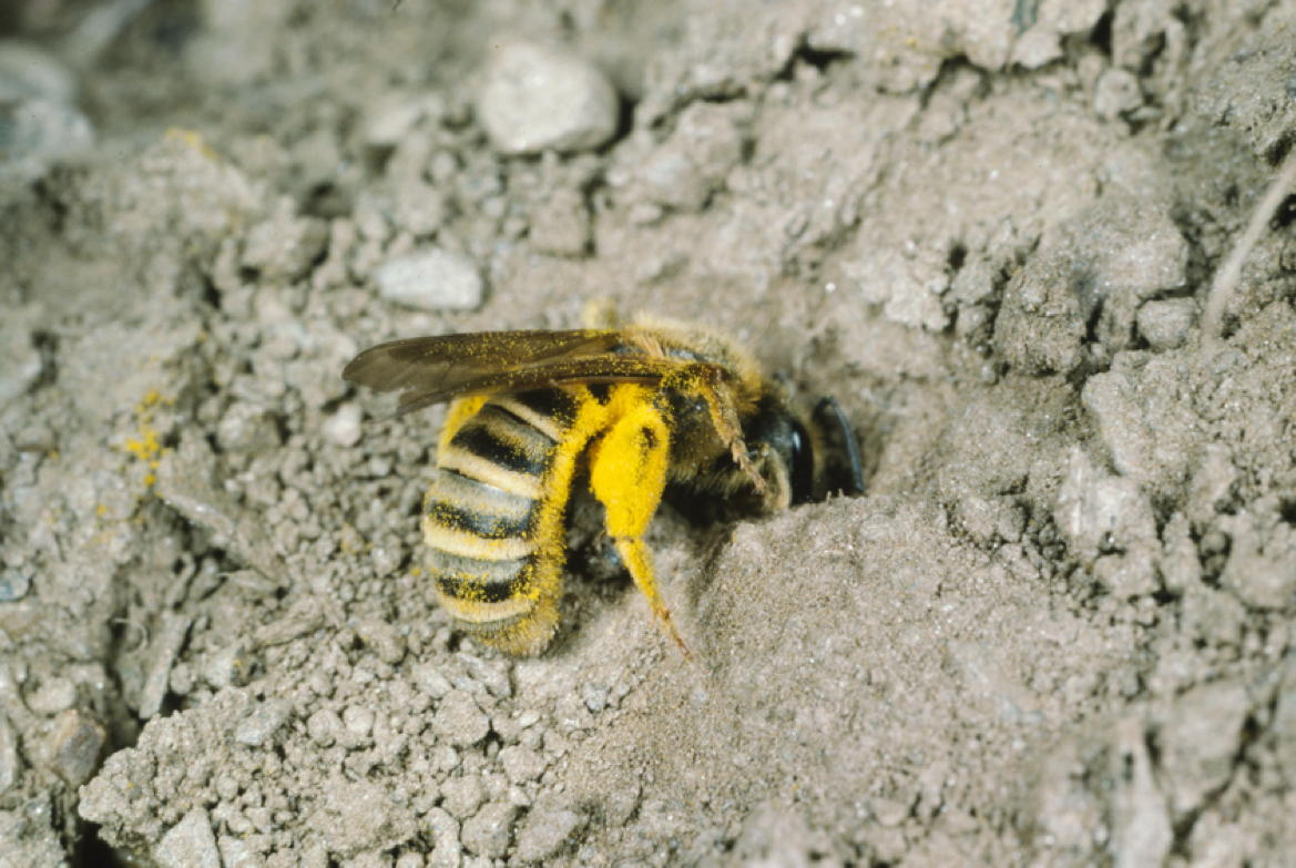 Gelbbindige Furchenbiene (Halictus scabiosae)