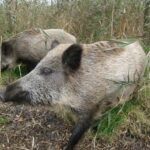 Zwei Wildschweine in einer Kulturlandschaft