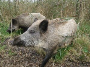 Zwei Wildschweine in einer Kulturlandschaft