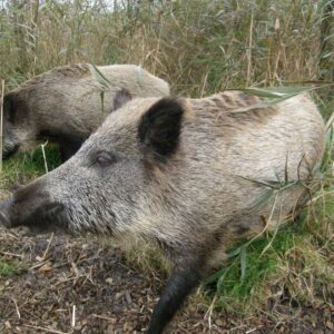 Zwei Wildschweine in einer Kulturlandschaft