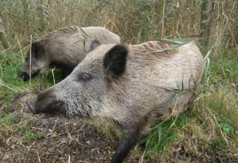 Zwei Wildschweine in einer Kulturlandschaft