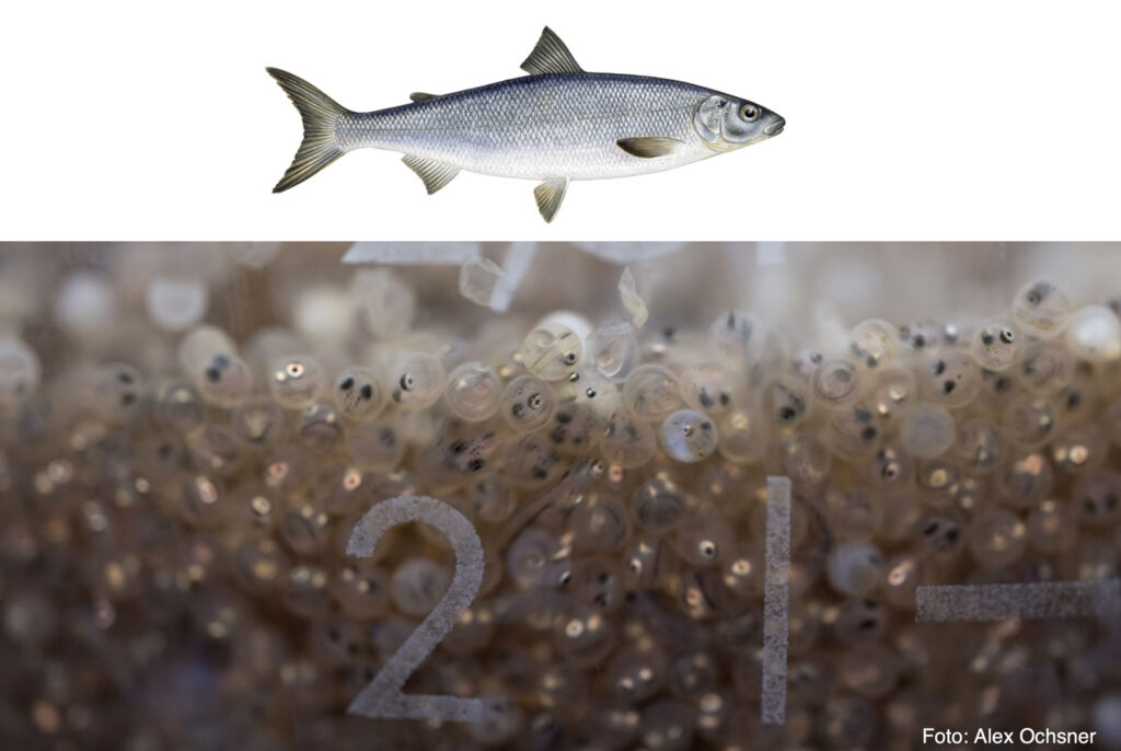 Collage: Fischer's Fritz Felchenlarven kurz vor dem Schlupf und Felche