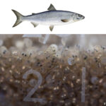 Collage: Fischer's Fritz Felchenlarven kurz vor dem Schlupf und Felche