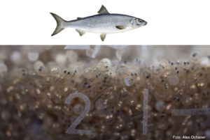 Collage: Fischer's Fritz Felchenlarven kurz vor dem Schlupf und Felche