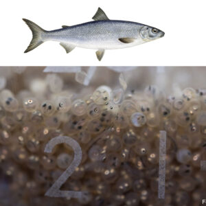 Collage: Fischer's Fritz Felchenlarven kurz vor dem Schlupf und Felche