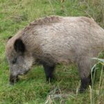 Wildschwein in einer Kulturlandschaft