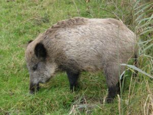 Wildschwein in einer Kulturlandschaft
