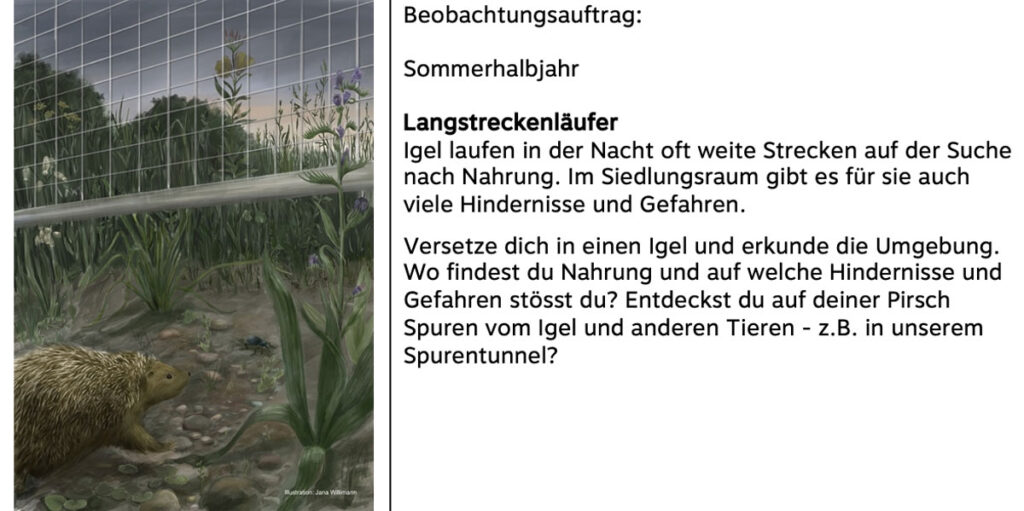 Beobachtungsauftrag, Beispiel Igel mit möglicher Illustration