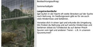 Beobachtungsauftrag, Beispiel Igel mit möglicher Illustration