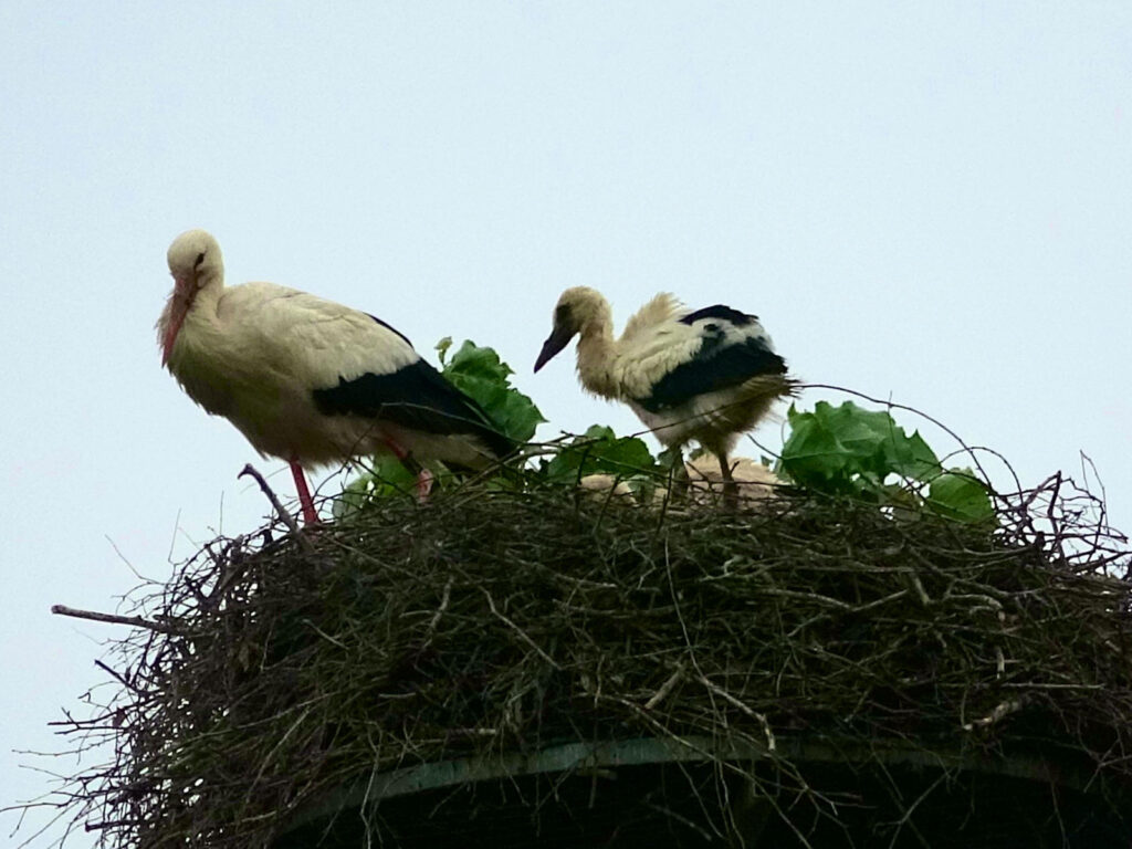 Storchenfamilie