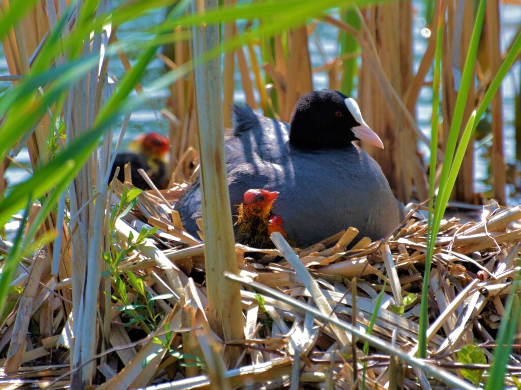 Blässhuhn-Nest mit Küken