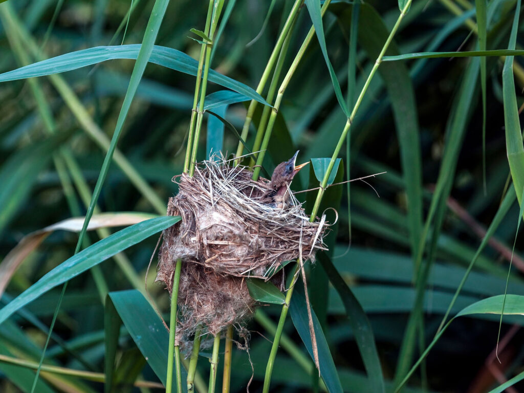 Teichrohrsänger-Küken im Nest