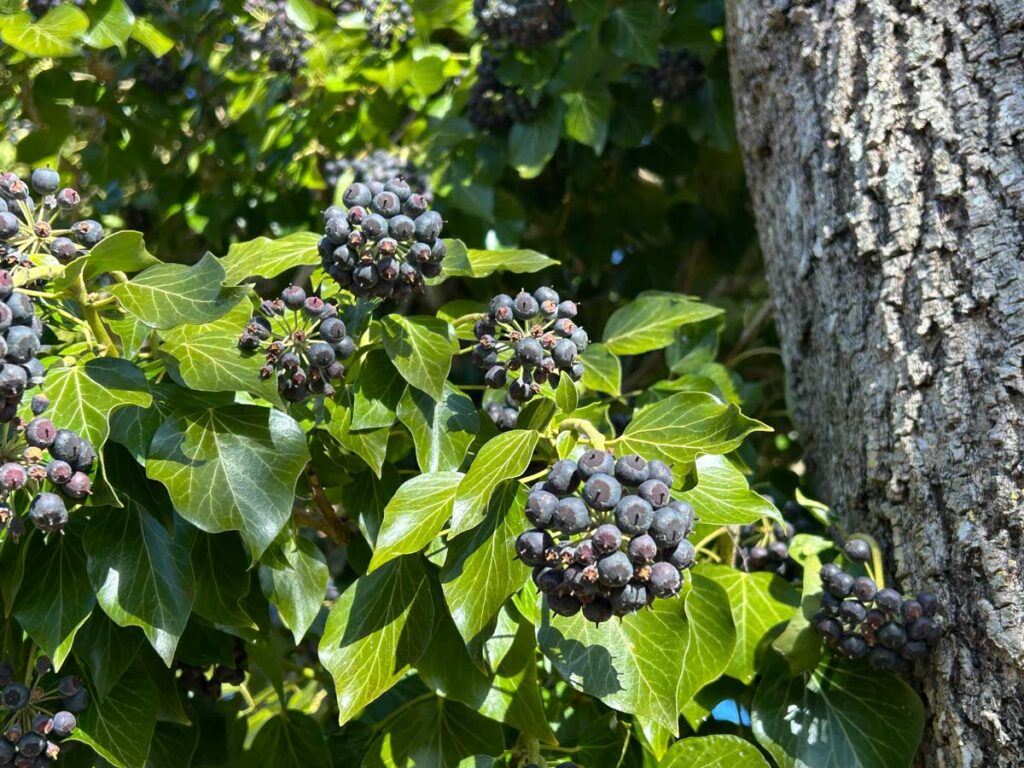 Reife Beeren des Efeus (Foto: Naturzentrum Pfäffikersee)