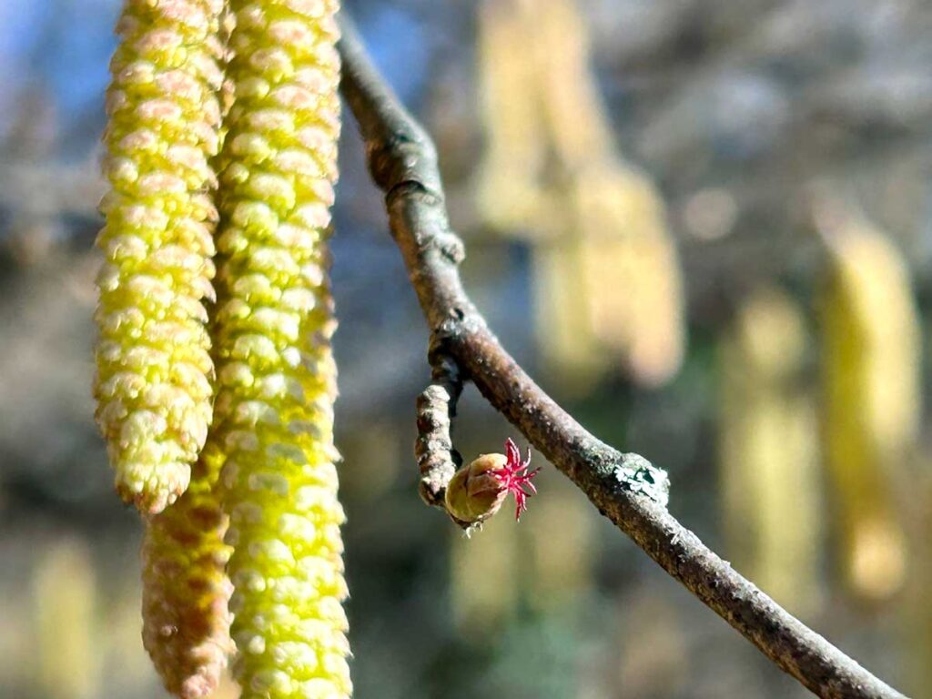 Männliche (links) und weibliche (rechts) Blüten des Haselstrauches (Foto: Naturzentrum Pfäffikersee)