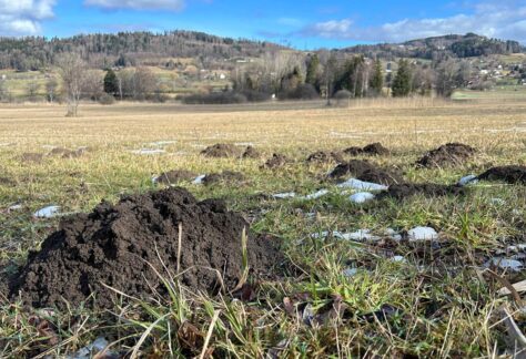 Mäusehaufen der Schermäuse (Foto: Naturzentrum Pfäffikersee)