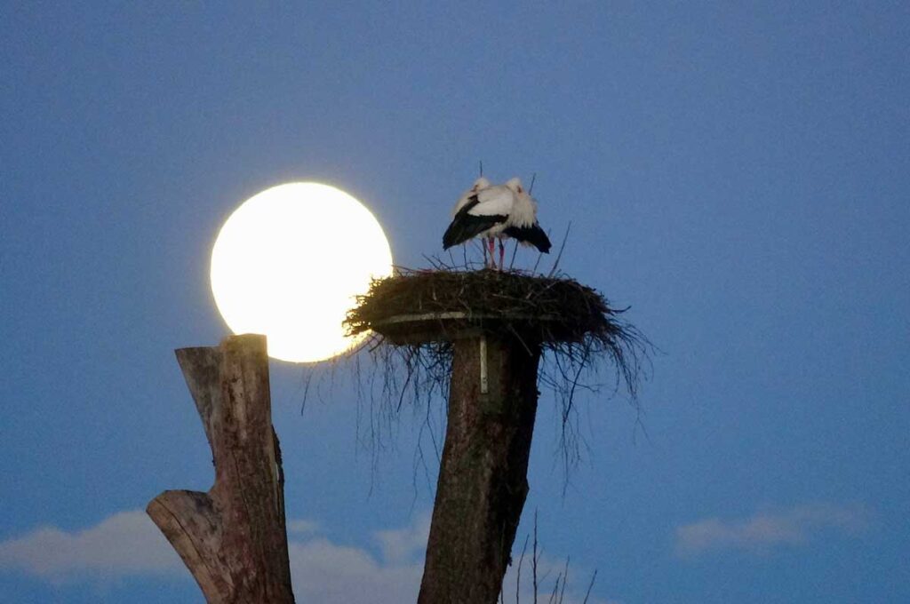 Pfäffiker Störche bei Vollmond (Foto: Naturzentrum Pfäffikersee)