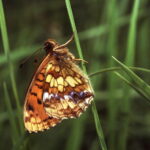 Violetter Silberfalter an Grashalm