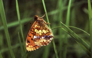 Violetter Silberfalter an Grashalm