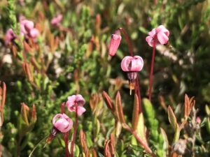 Moosbeere am Pfäffikersee
