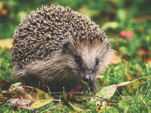 Auf den Spuren von Igel, Eichhörnchen & Co.