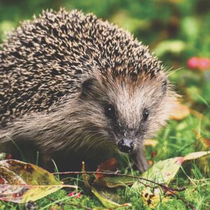 Auf den Spuren von Igel, Eichhörnchen & Co.