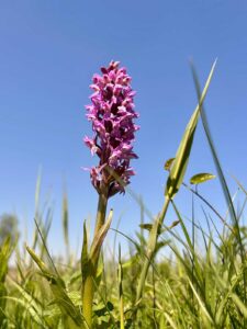 Fingerwurz / Fingerkraut