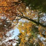 Achtsamkeit im Wald