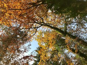 Achtsamkeit im Wald