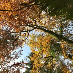 Achtsamkeit im Wald