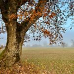 Bäume – Mythen, Bräuche und Nutzen