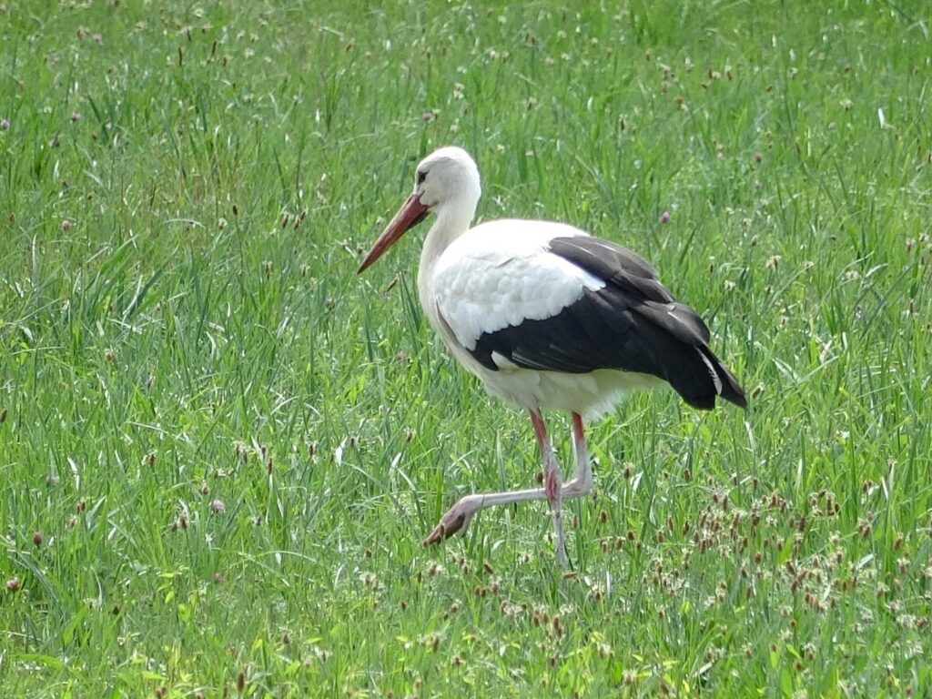 Weissstorch mit eingekoteten Beinen