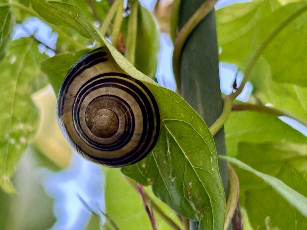 Schnirkelschnecke im Trockenschlaf