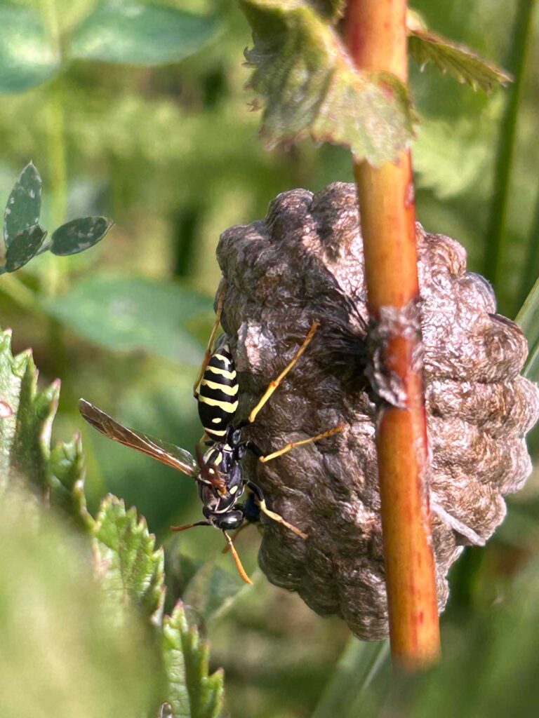 Feldwespe am Nest