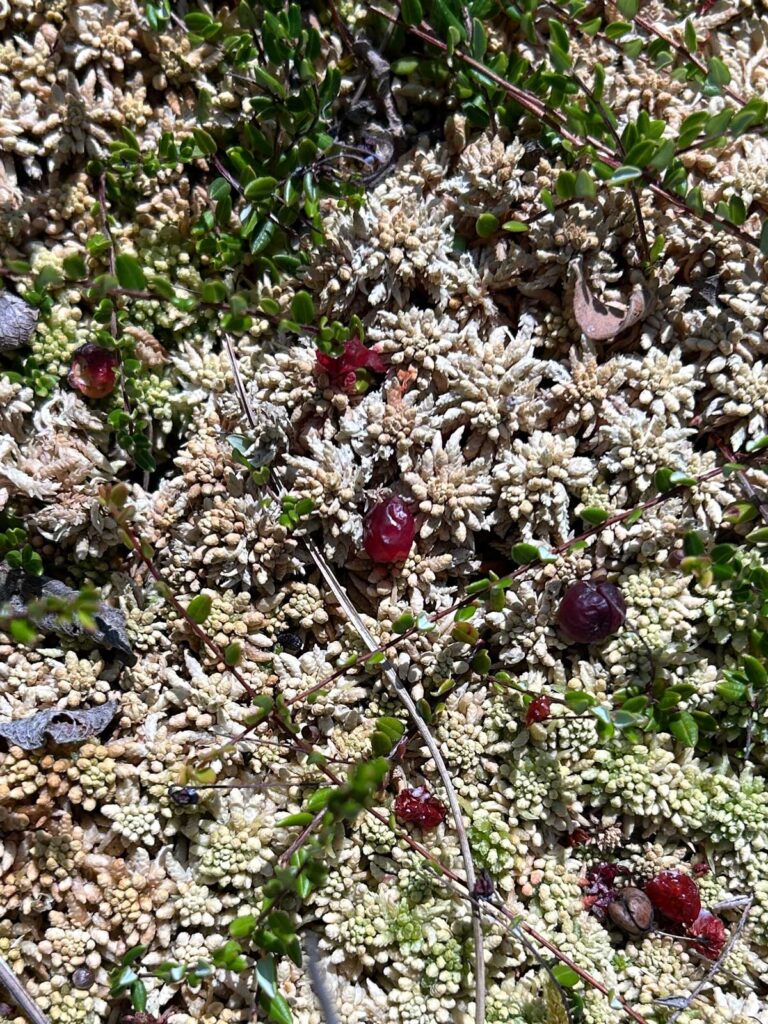 Ausgeblichenes Torfmoos